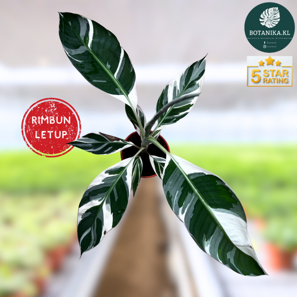[Botanika.KL] Rimbun Letup Musa Florida Super Variegata🍀Pokok Hidup ...
