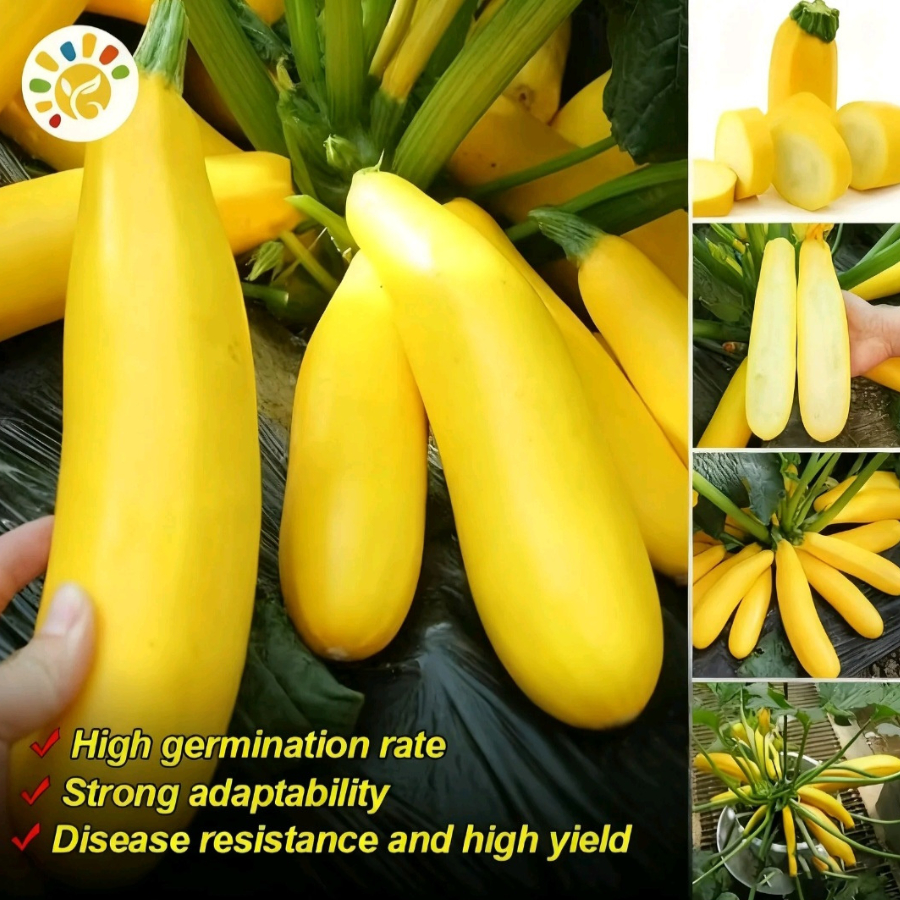 Benih Zucchini Pisang Kuning Kulit Emas Hasil Tinggi Boleh Makan Mentah ...