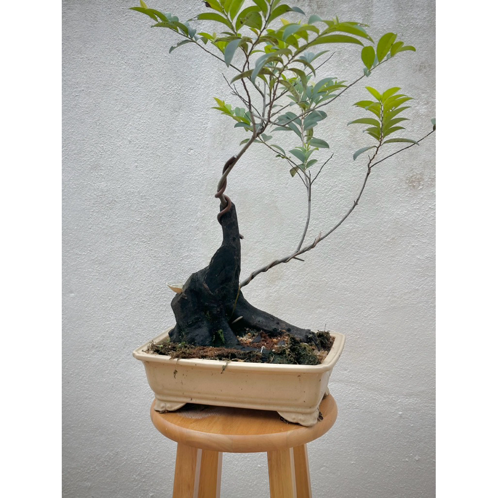Maba buxifolia bonsai | Shopee Malaysia