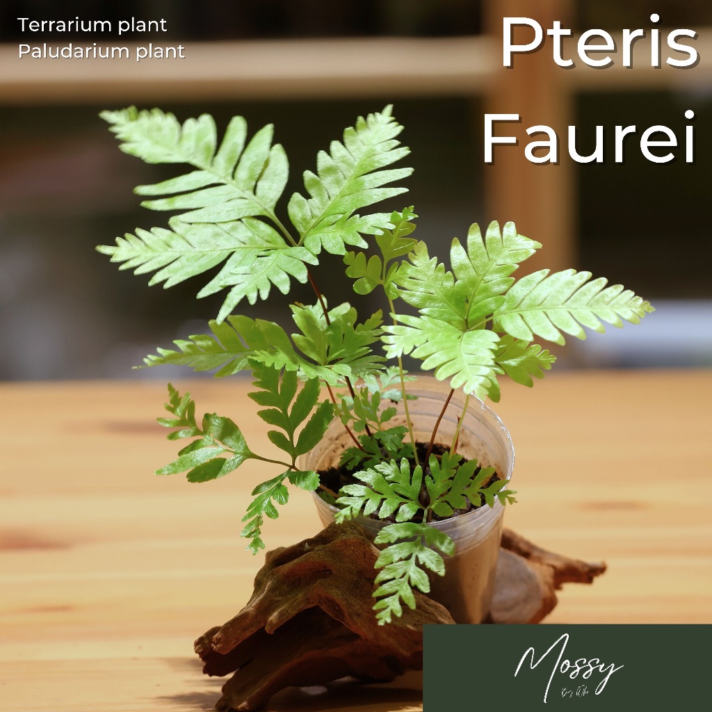 🌱Mossy🌱 Pteris Faurei – Unique Variegated Fern - Terrarium & Paludarium ...