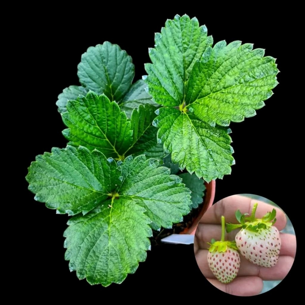 Pokok Strawberry Pink Diamond Tanah Rendah Pasu 105MM & 150MM | Shopee ...