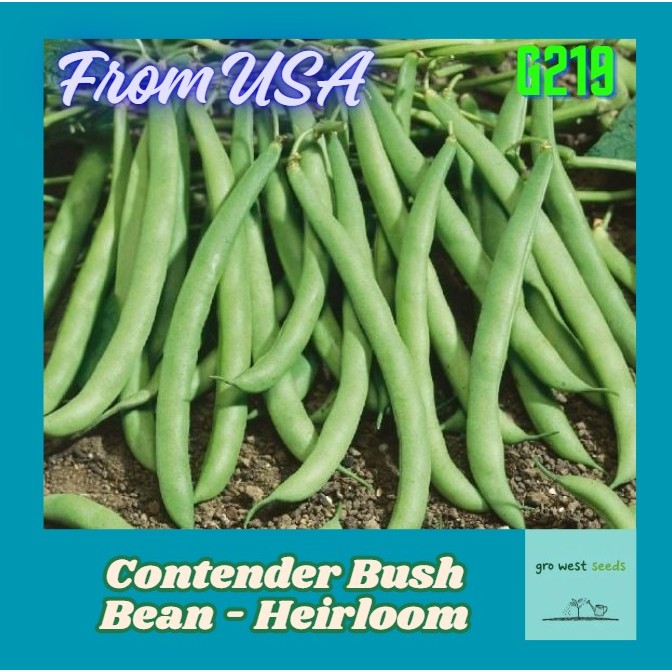 Non-GMO Rare Seeds From USA - (approx 10 seeds)Heirloom Contender Bush ...