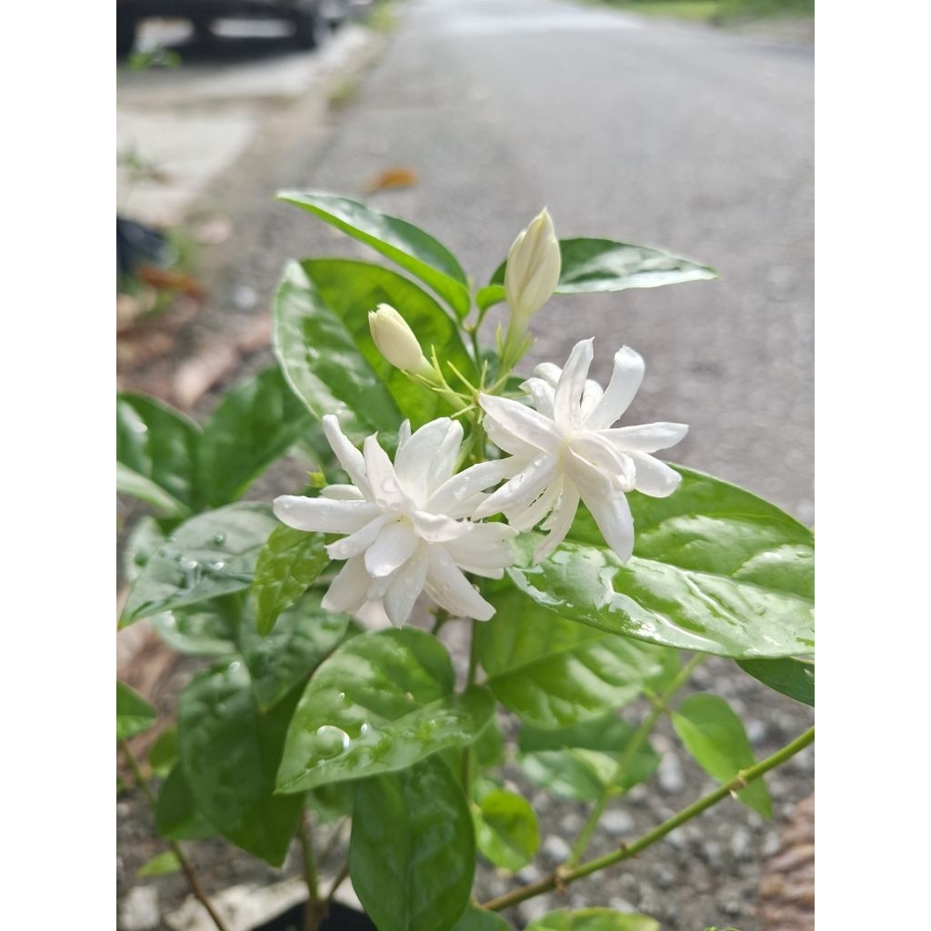 bunga melur Malaysia, Best Deals July 2026 | Shopee Malaysia