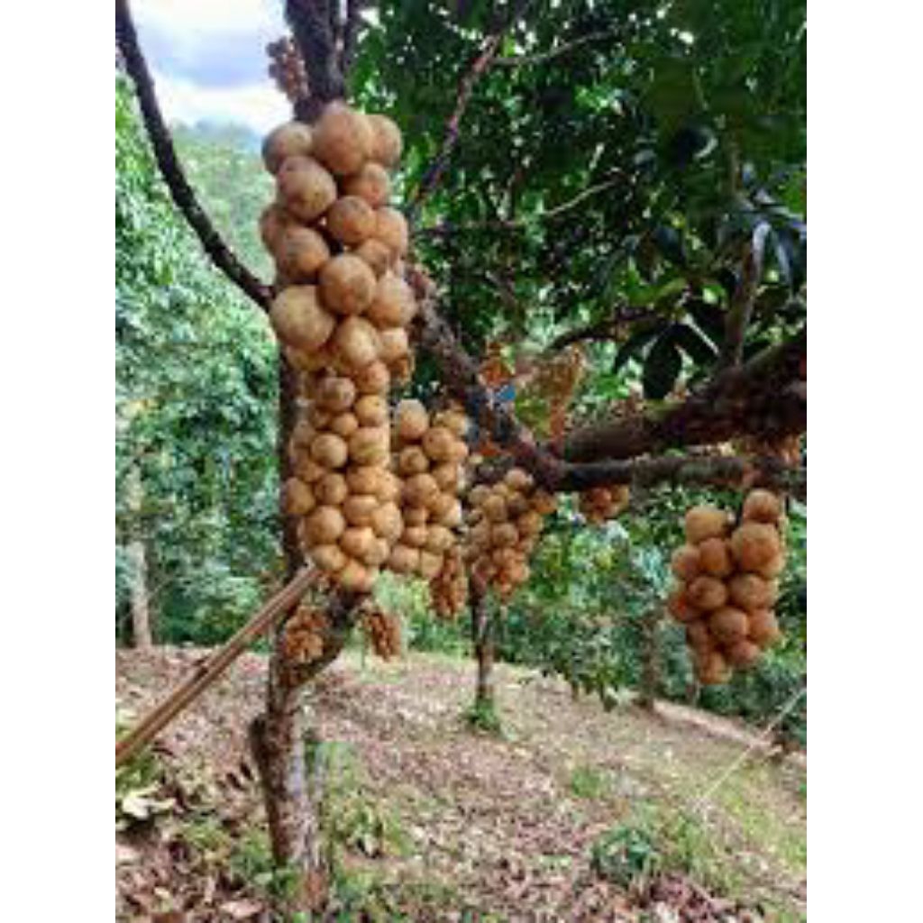 Pokok Dukong Hybrid Thailand(Pokok Kawin) | Shopee Malaysia