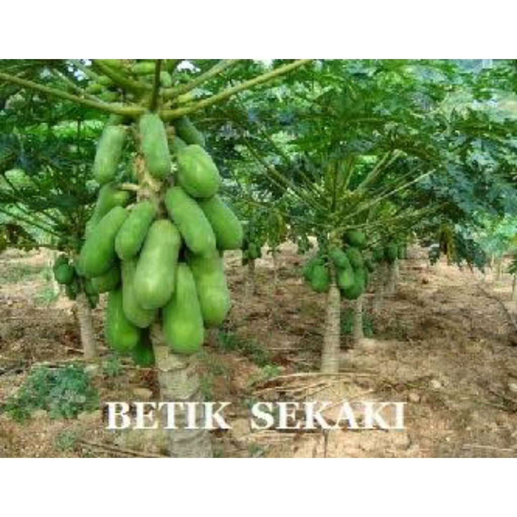 Pokok Betik Berbuah Rendah(Anak Pokok) | Shopee Malaysia