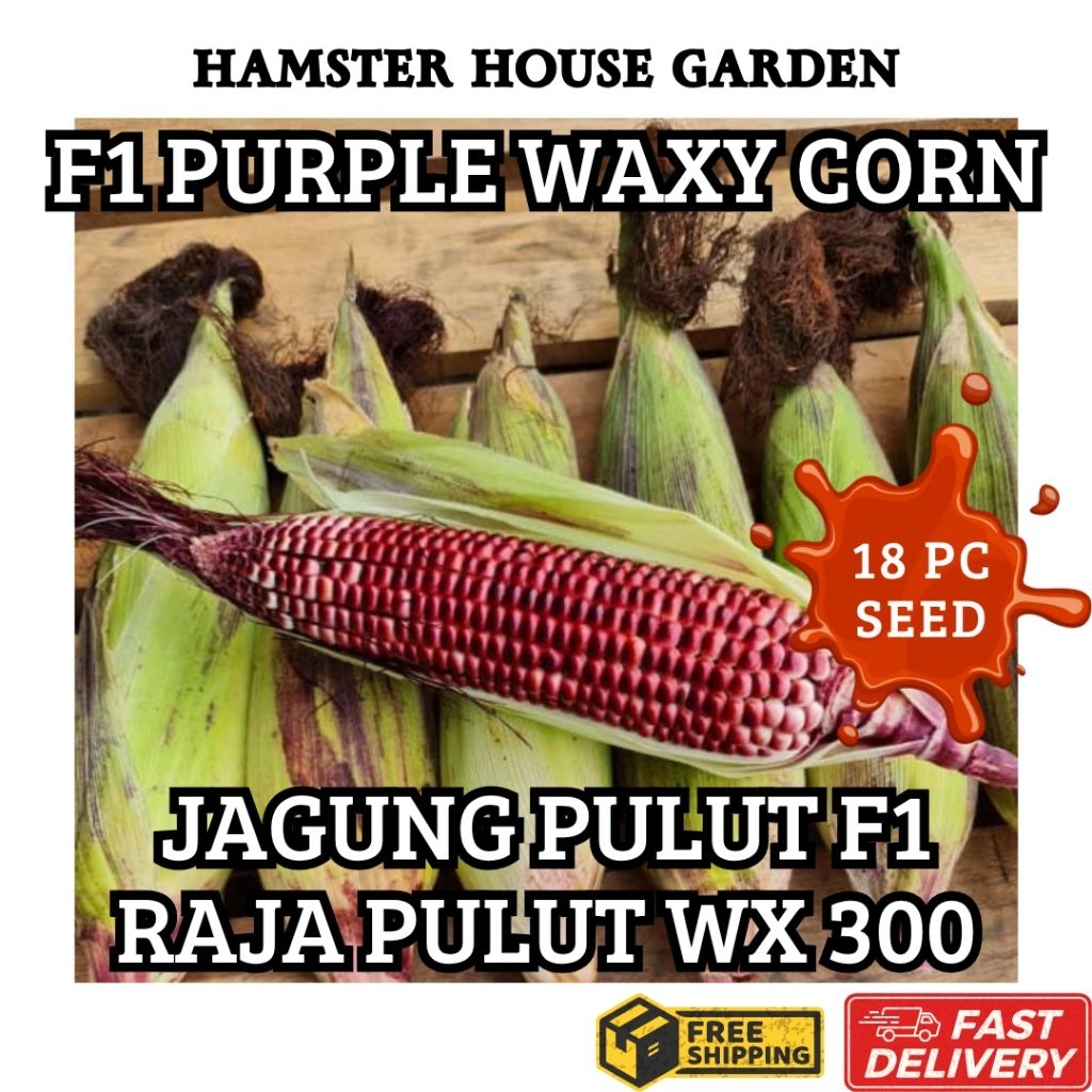 HSK [18pc/45pc] JAGUNG PULUT UNGU PURPLE F1 HIBRID WAXY CORN RAJA PULUT ...