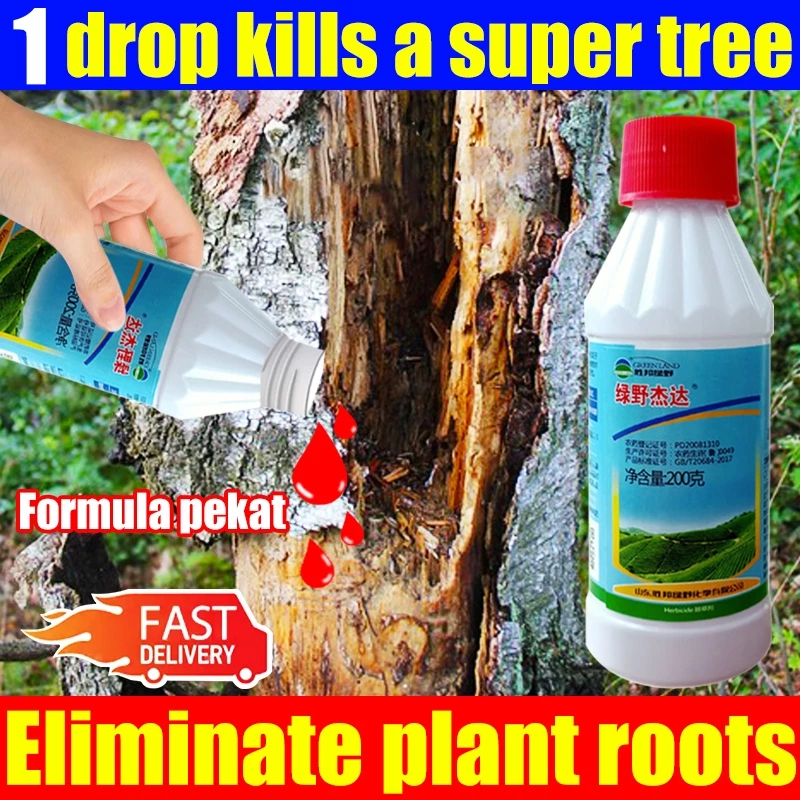 Hundred-year-old tree dies in 1 drop！racun pokok besar Kills all plants ...