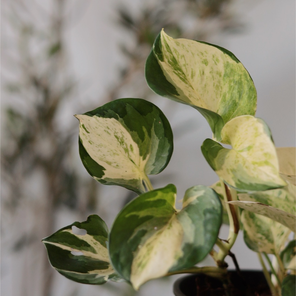 MANJULA POTHOS (MONEY PLANT/INDOOR PLANT) | Shopee Malaysia
