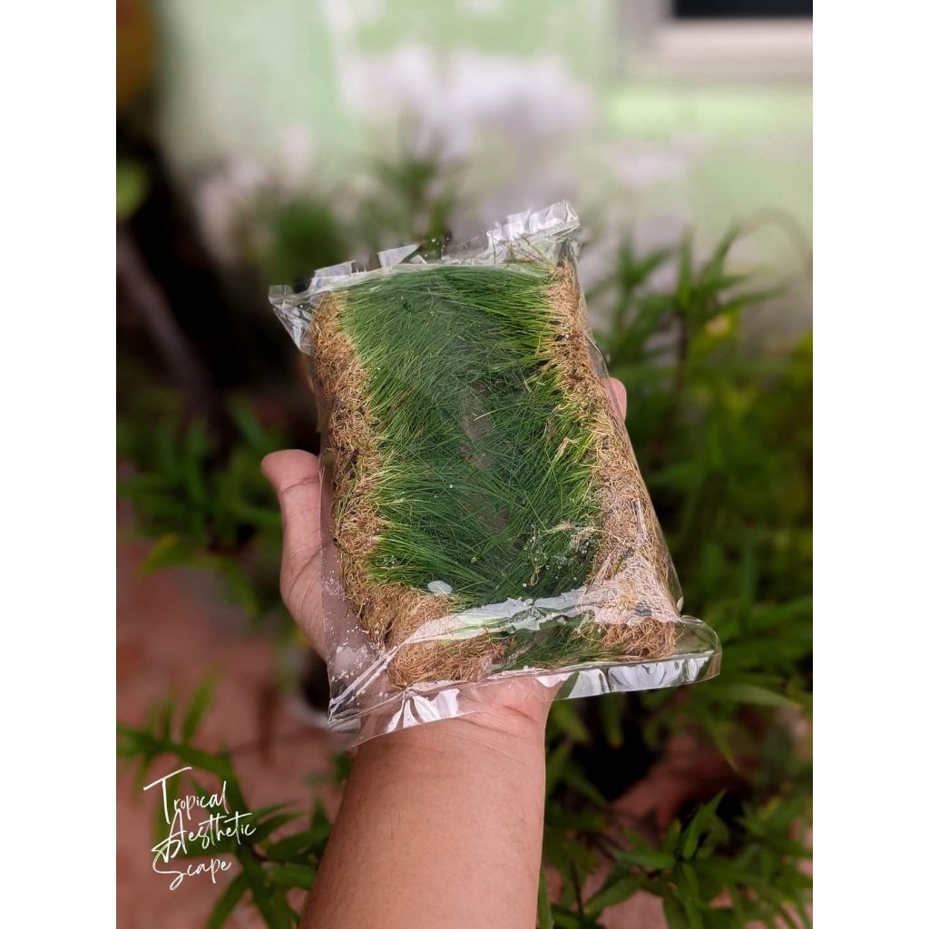 Mini hairgrass 迷你草 emersed Carpet plant. Shrimp Safe Plant / Chemical ...