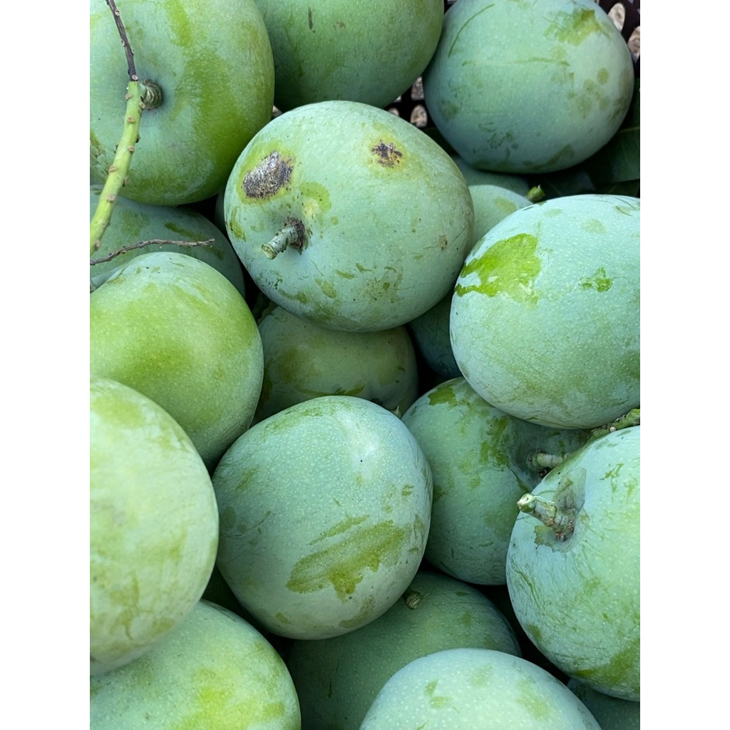 Buah Mangga Pelam EPAL MUDA Kecil Organik | Shopee Malaysia