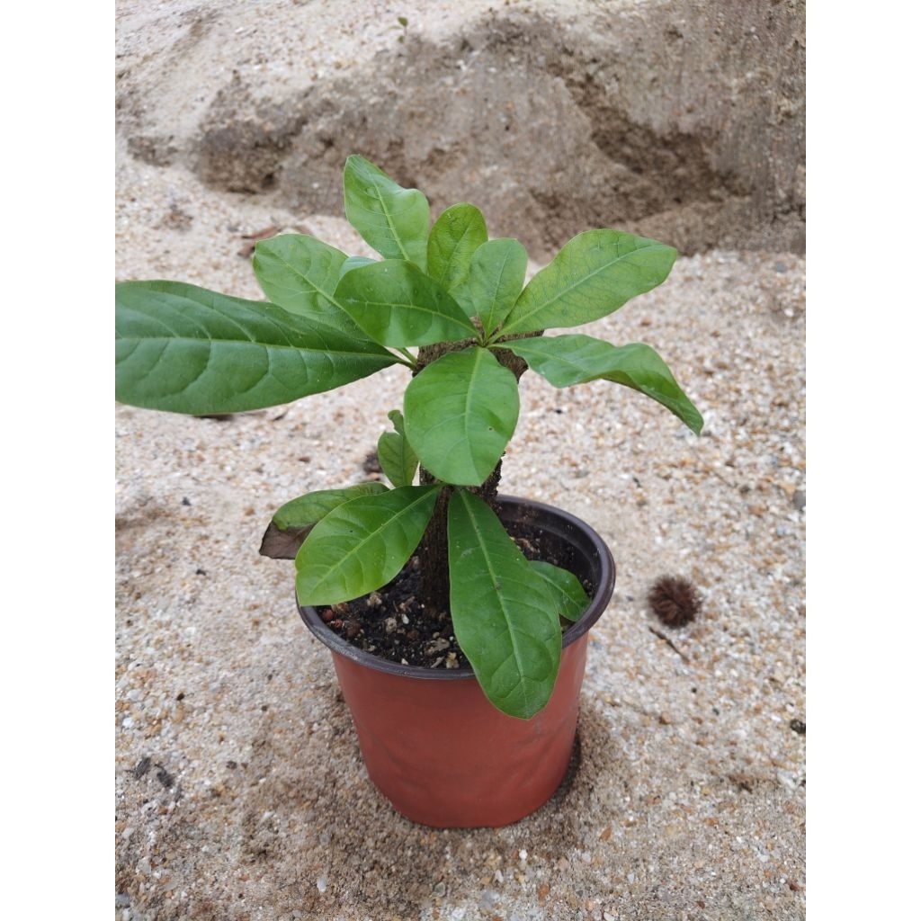 Buy labu kayu Online With Best Price, Jul 2026 | Shopee Malaysia