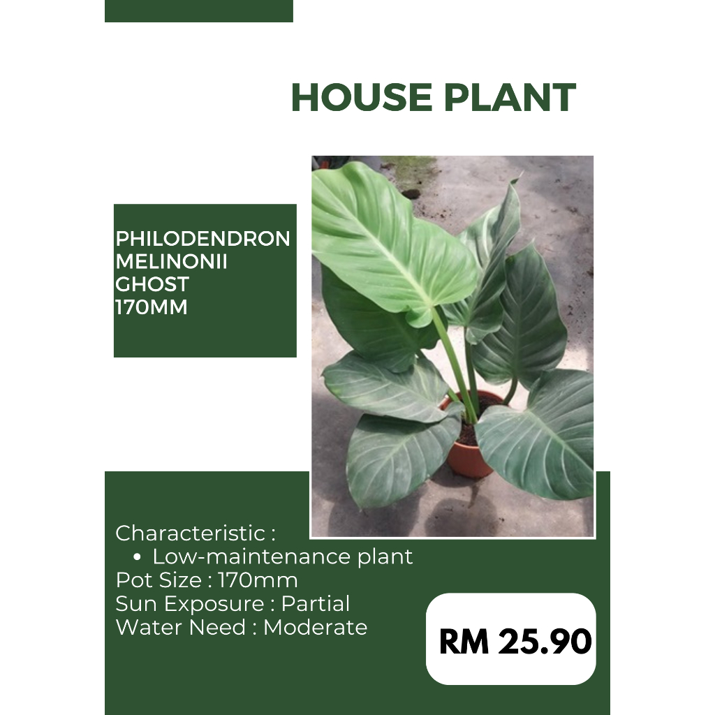 GFN -     Pot  Size170mm Live Plant, Random Pick, Philodendron, Green Flourish Nursery  | Shopee Malaysia