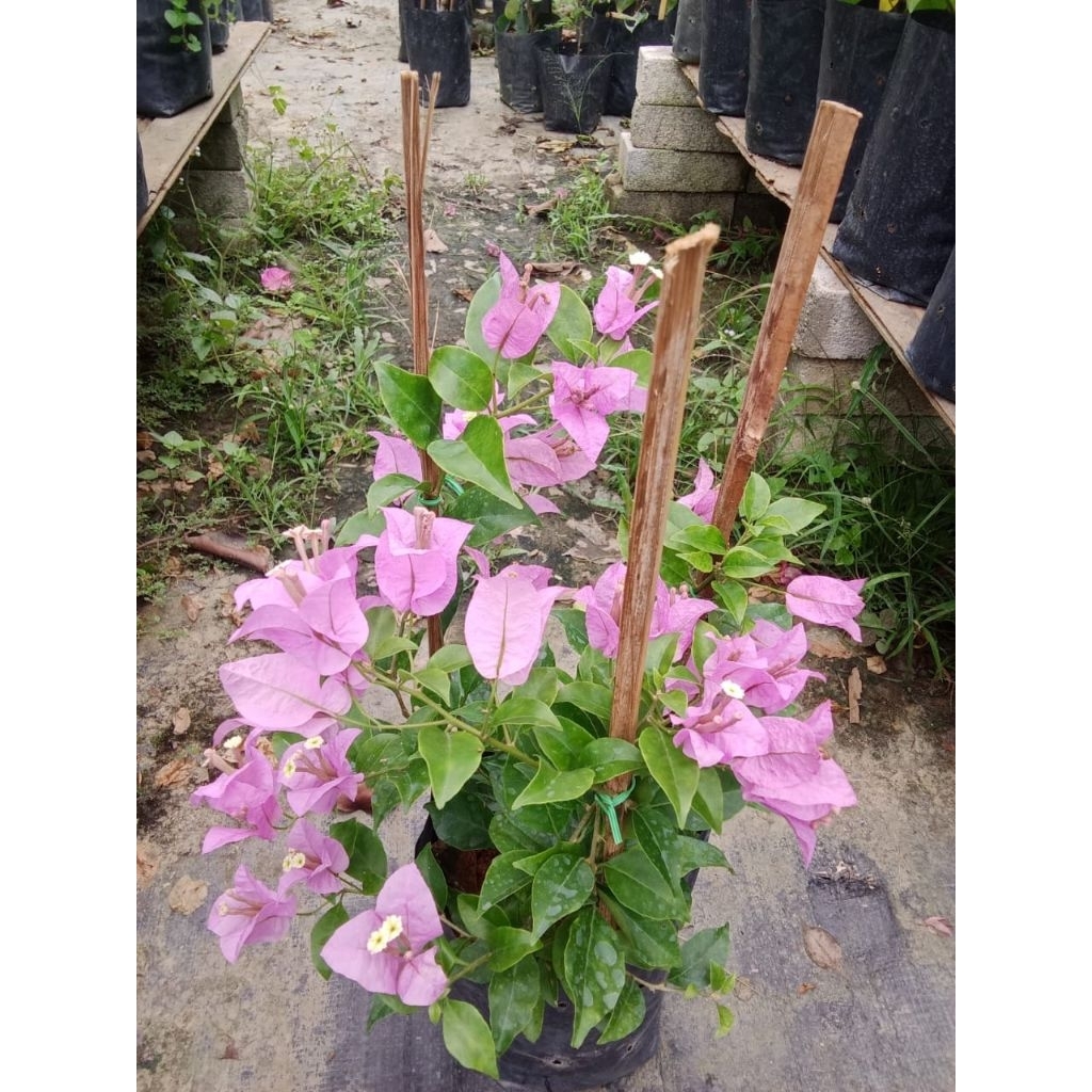 BUNGA KERTAS MISS EVA LIGHT PURPLE | Shopee Malaysia