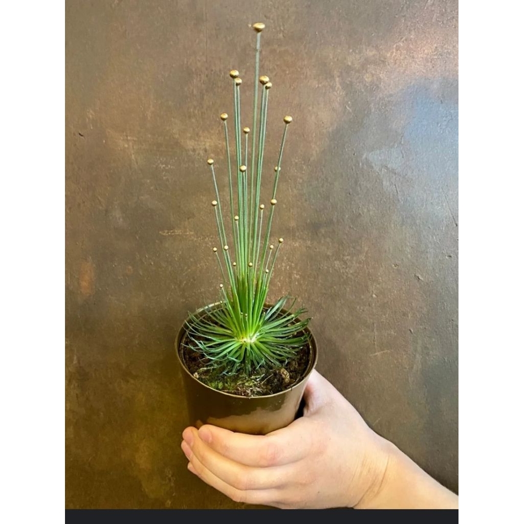 flame sword plant Red Flame Swordplant main image 0