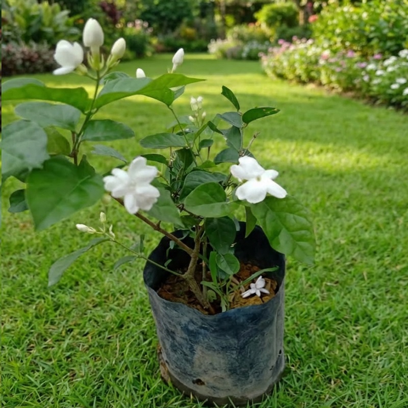 Bunga Jasmine Melur Wangi 茉莉花 | Pokok Bunga Jasmine Hidup | Fragrant ...
