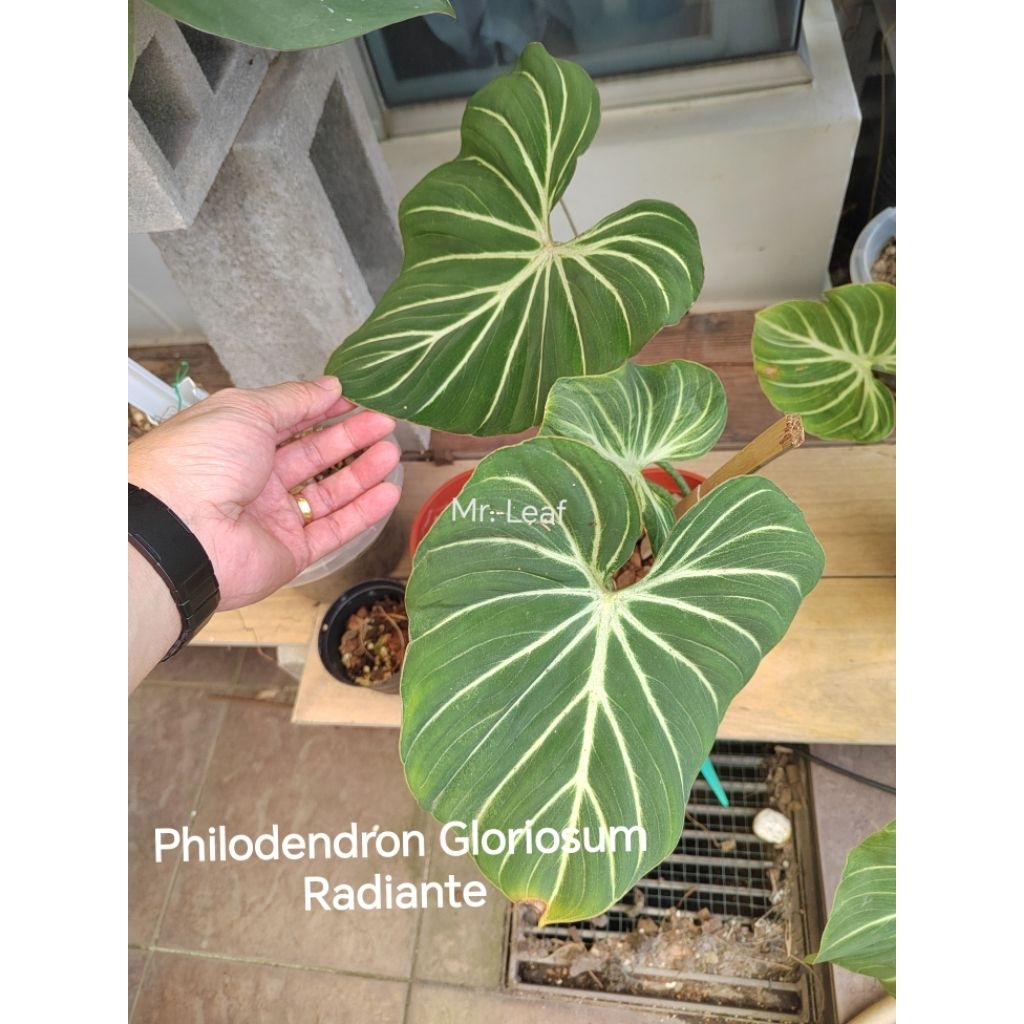 Philodendron Gloriosum Radiante | Shopee Malaysia