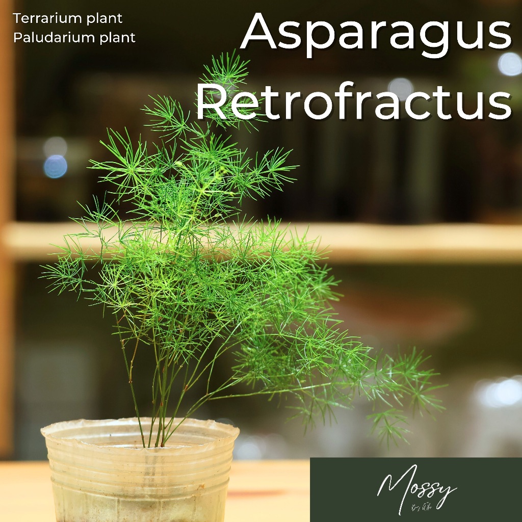 🌱Mossy🌱 Asparagus Retrofractus – Ming Fern / Asparagus Fern - Terrarium ...