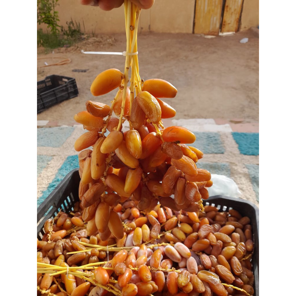 Fresh balah dates from yemen balah healthy kurma less suger 10kg 1kg ...