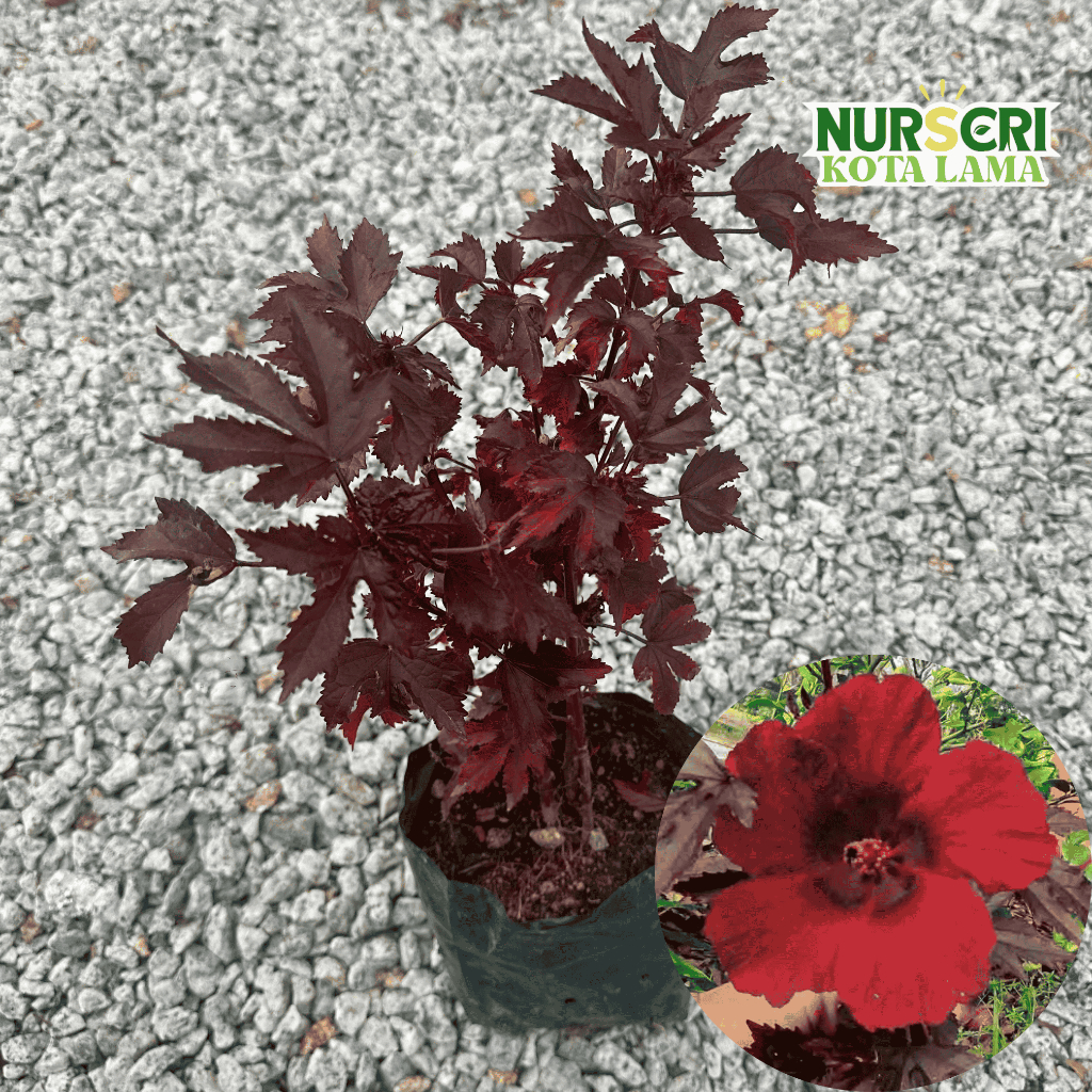 🔥OUTDOOR🔥 CRANBERRY HIBISCUS (EDIBLE) / Bunga Raya Daun Merah / Red ...