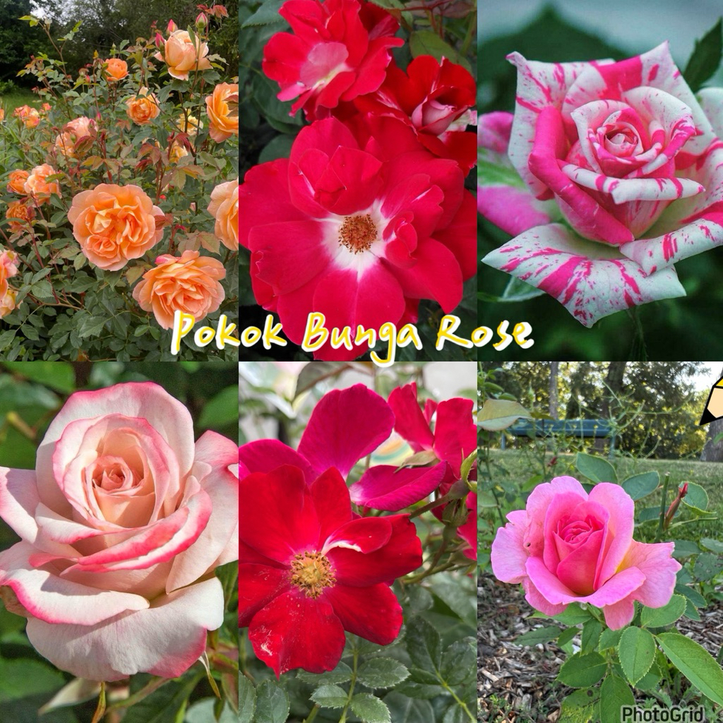 Pokok Bunga Rose dalam polybag pelbagai warna / rose plant | Shopee ...