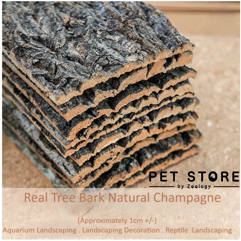 Cork Bark Champagne tree Real bark climbing reptile terrarium ...