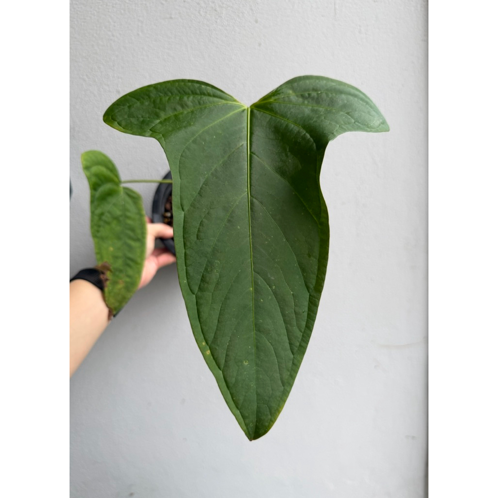 lemon and lime jade plant Crassula Ovata Variegated Jade – 5 Lemon Lime Tri-Color 3–6