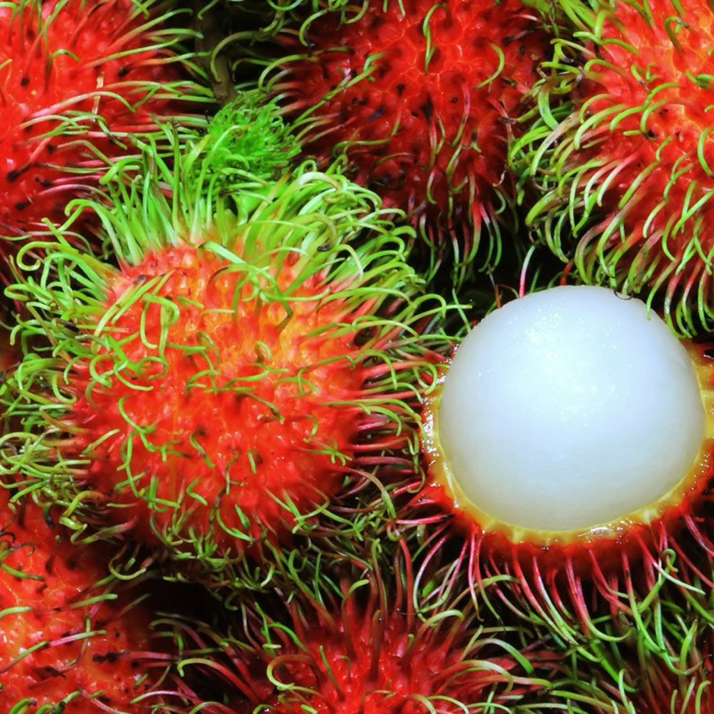 ready buah rambutan 1 kg fresh | Shopee Malaysia