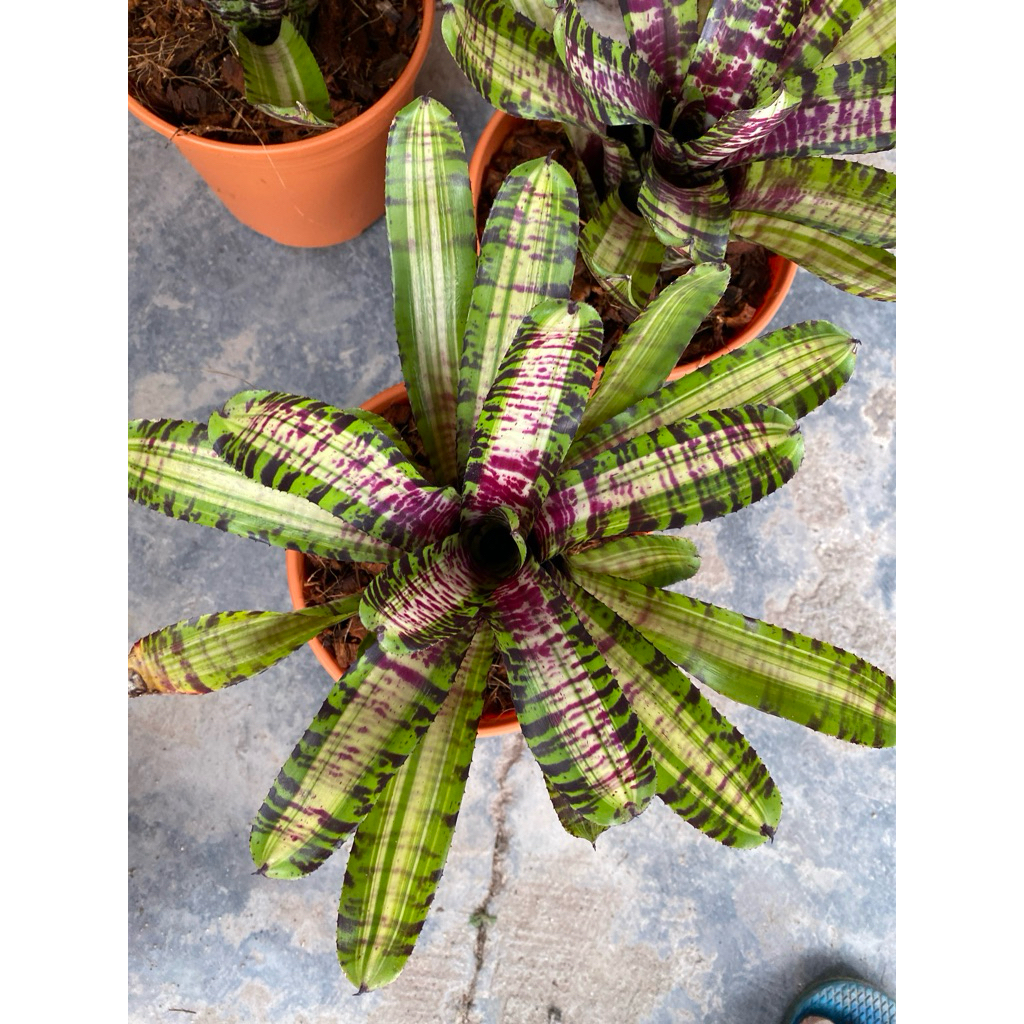 bromeliad crazy rabbit(limited stock) | Shopee Malaysia