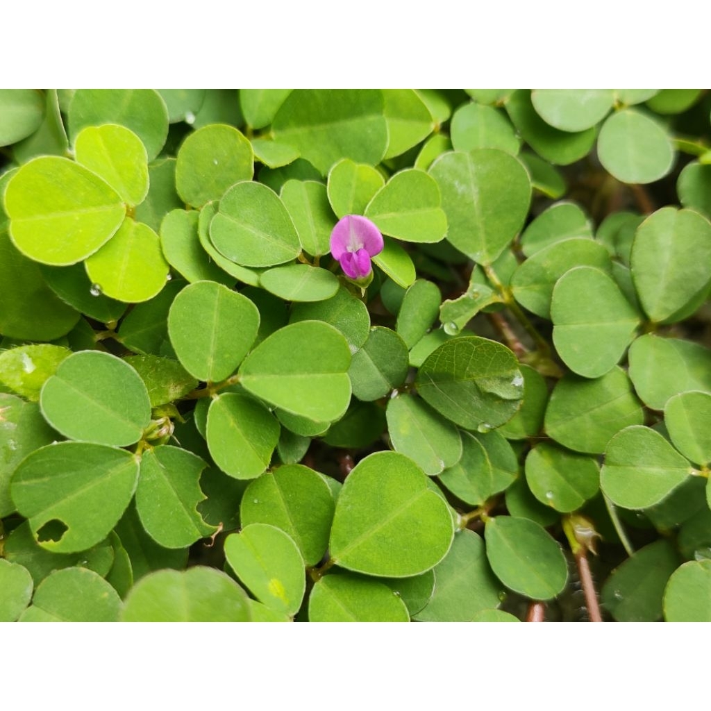 RUMPUT KARPET HIJAU HIDUP untuk landskap rumah & menutup rumpai RUMPUT ...