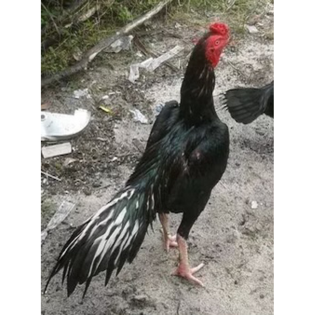 Telur benih Ayam sabung Ratu /Ayam Ratu | Shopee Malaysia