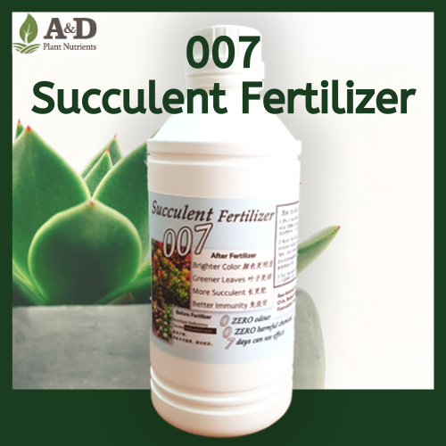 007 Succulent Plant Booster 1000ml Organic Booster Vitamin Air Murah   KAKTUS Tanaman Gardening Cactus | Shopee Malaysia