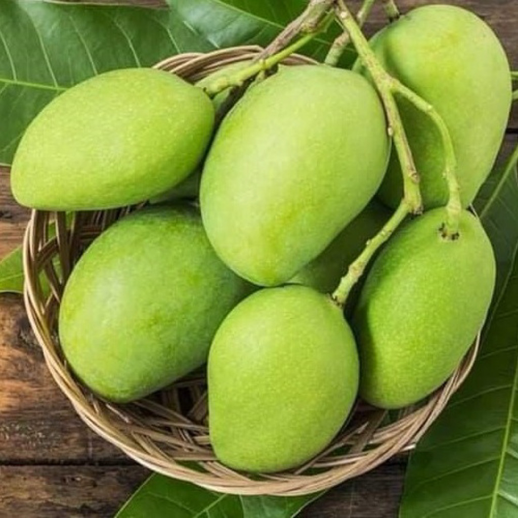 Pokok Pelam Padi / Anak Pokok Mangga | Shopee Malaysia