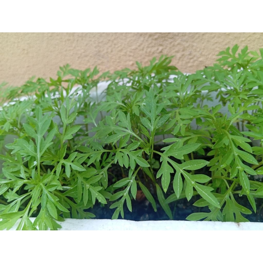 Biji benih Ulam Raja (20pcs) | Shopee Malaysia