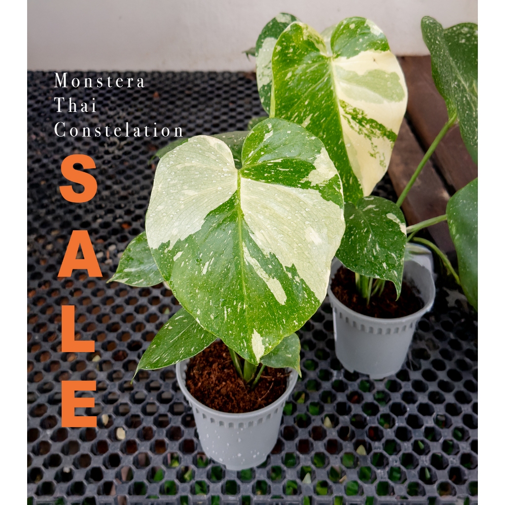 Monstera Thai Constellation Small Size MTC Monstera variegated Small ...