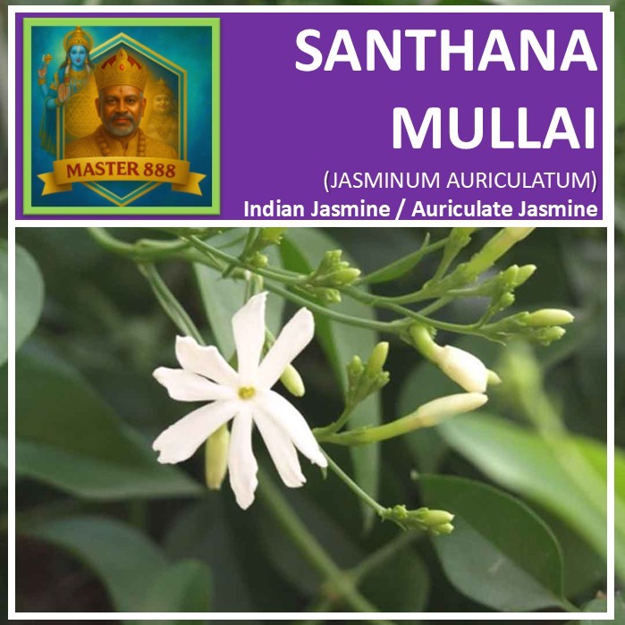 LIVE PLANT : MULLAI (முள்ளை) JASMINUM AURICULATUM • INDIAN JASMINE ...
