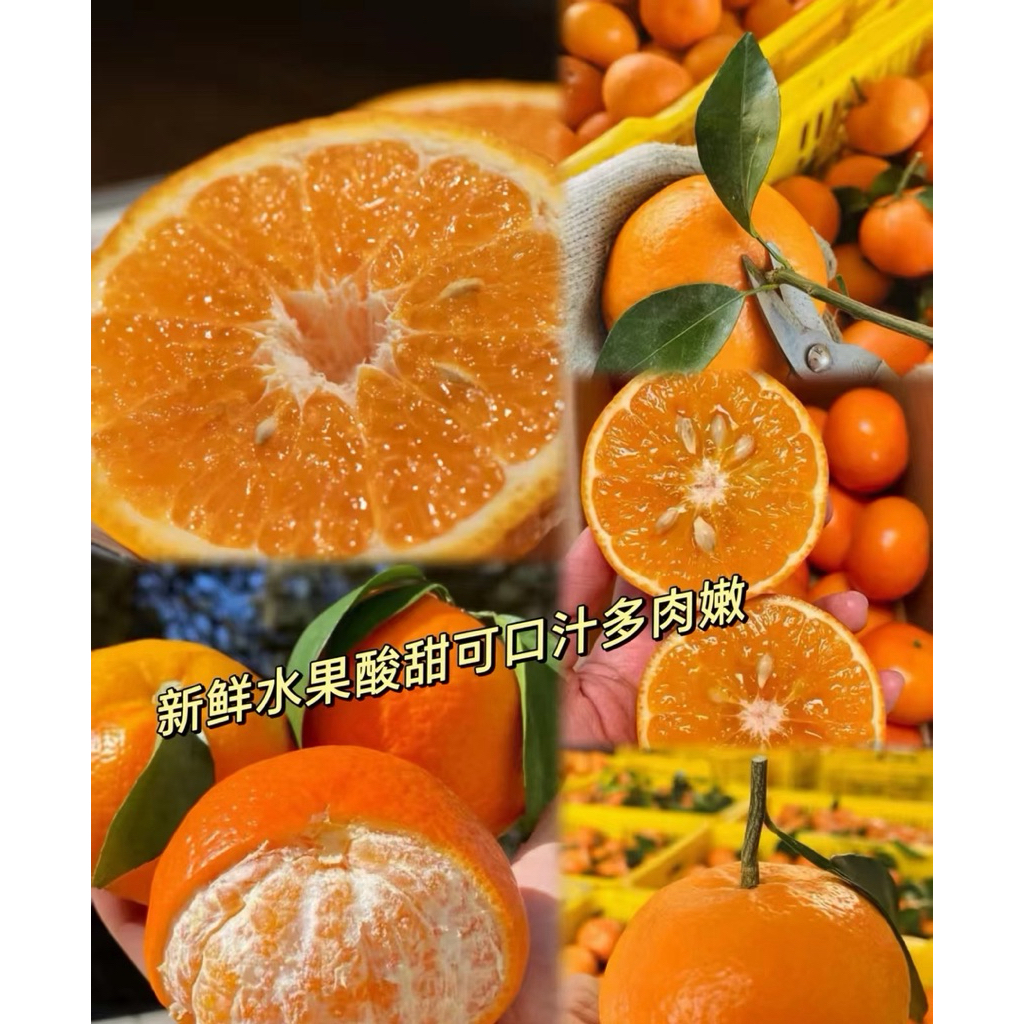 Premium Wogan Mandarin Orange | Super Juicy, Sweet & Seedless Citrus ...