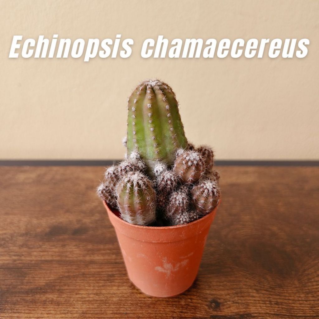 Pokok Kaktus Hidup | Live Plant Peanut Cactus Echinopsis chamaecereus ...