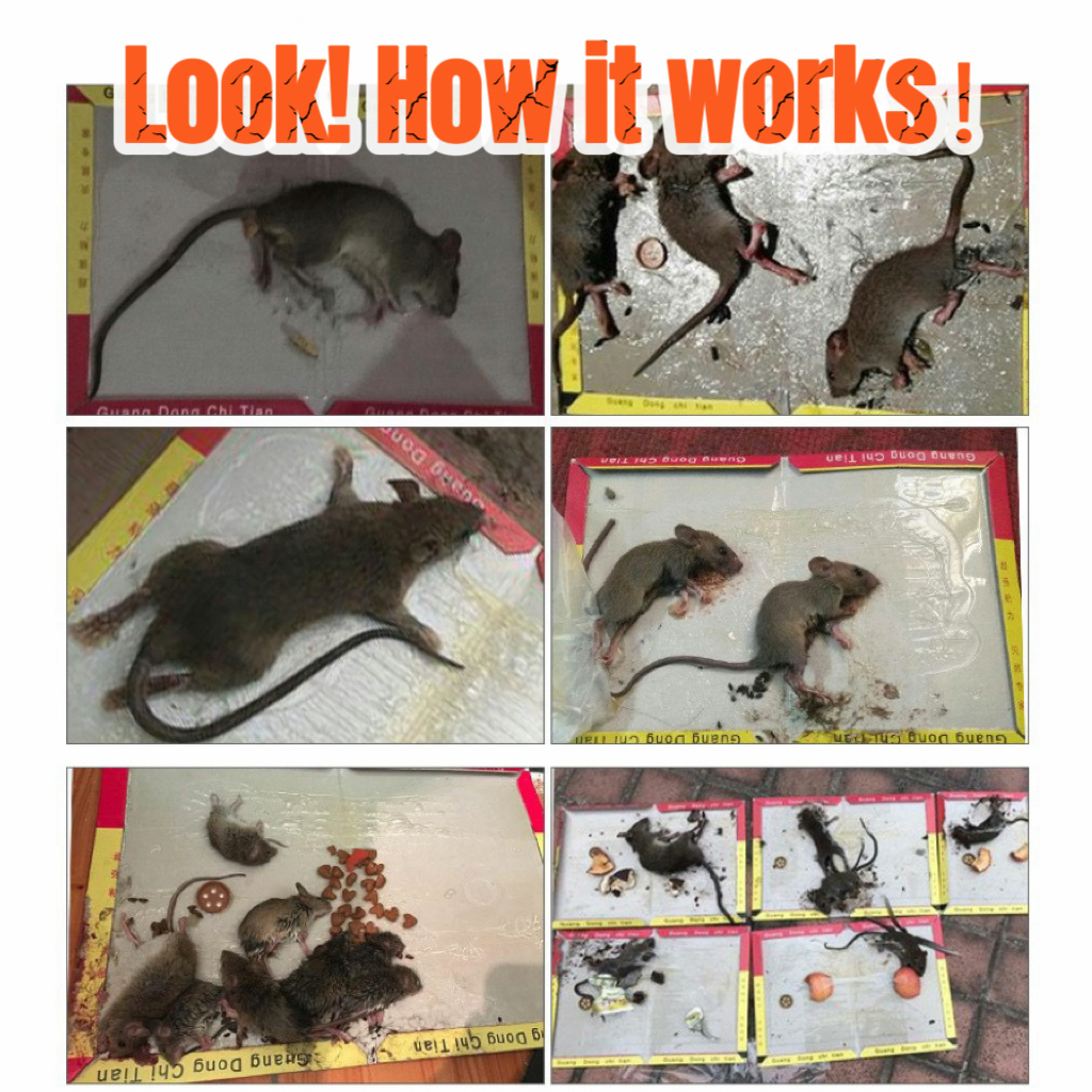 Green Killer Mouse & Rat Sticky Glue Trap Board Pest Control Rats Catcher  Papan Pelekat Tikus