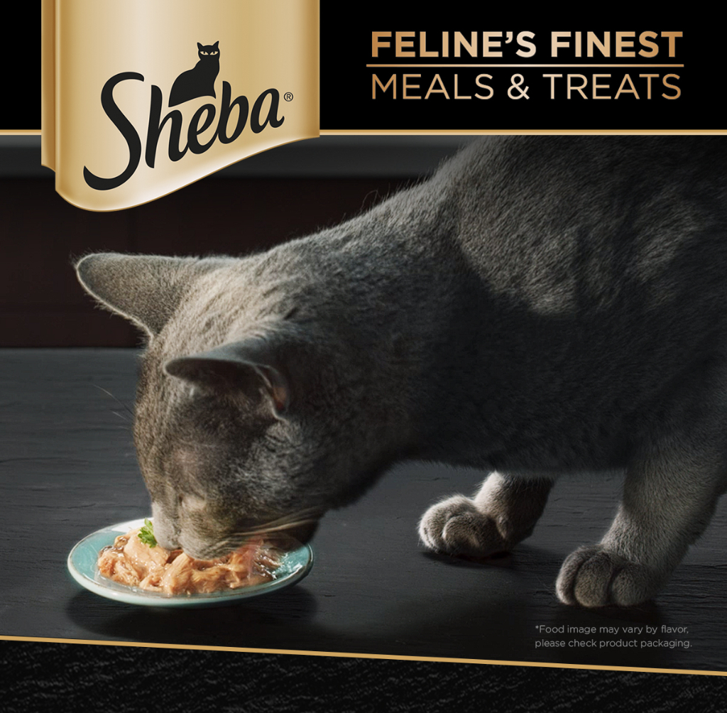 Can kittens eat 2024 sheba cat food
