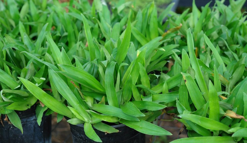 Pokok Rumput Beijing/Rumput Siti Khadijah | Shopee Malaysia