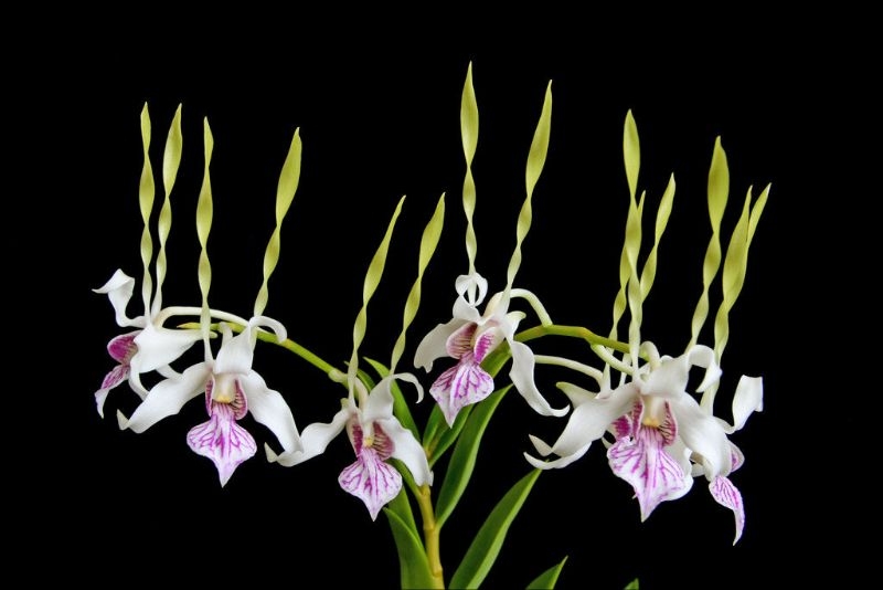 Dendrobium Antennatum/Rabbit | Shopee Malaysia