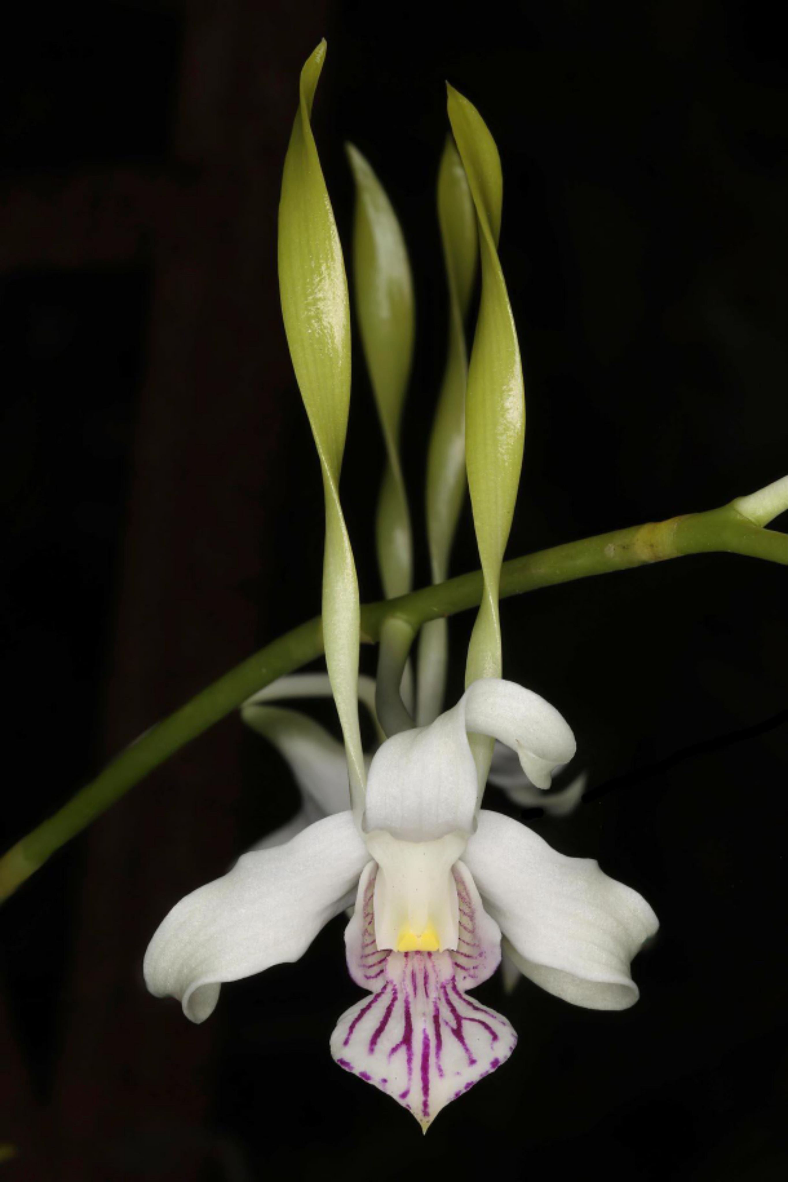Dendrobium Antennatum/Rabbit | Shopee Malaysia