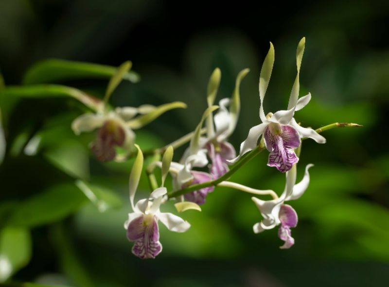 Dendrobium Antennatum/Rabbit | Shopee Malaysia