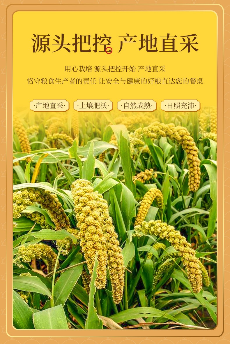 🇲🇾 现货 - Millet Rice Yellow Millet Premium Grade Hulled Millet (Non ...