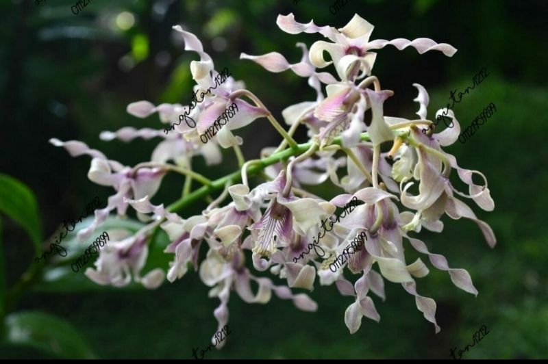 Dendrobium Antennatum/Rabbit | Shopee Malaysia