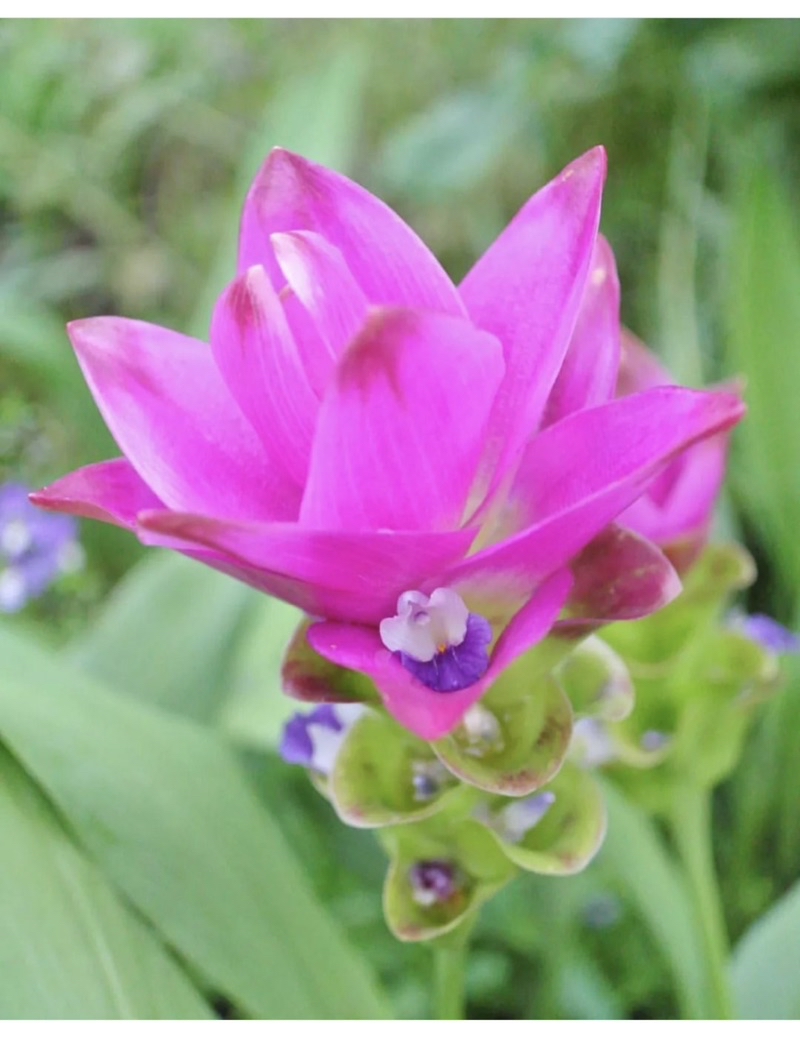 gg-real-plant-curcuma-alismatifolia-pink-flowr-siam-tulip-thailand