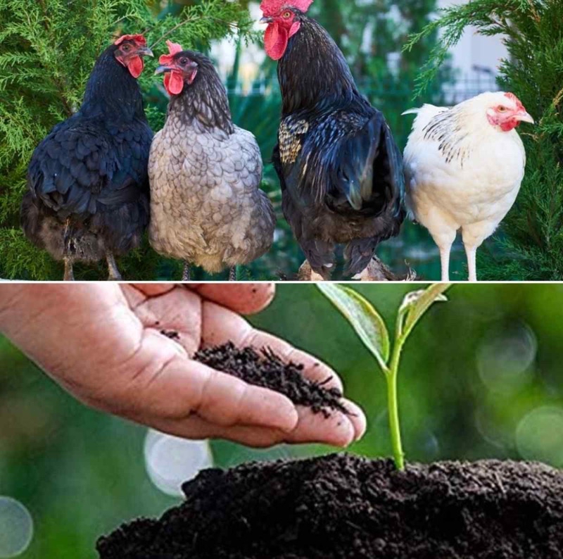 (GG fertilizer) organic chicken waste 1kg^ Baja tahi ayam bunga organik ...