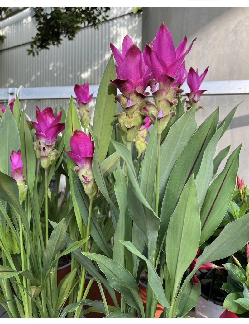gg-real-plant-curcuma-alismatifolia-pink-flowr-siam-tulip-thailand