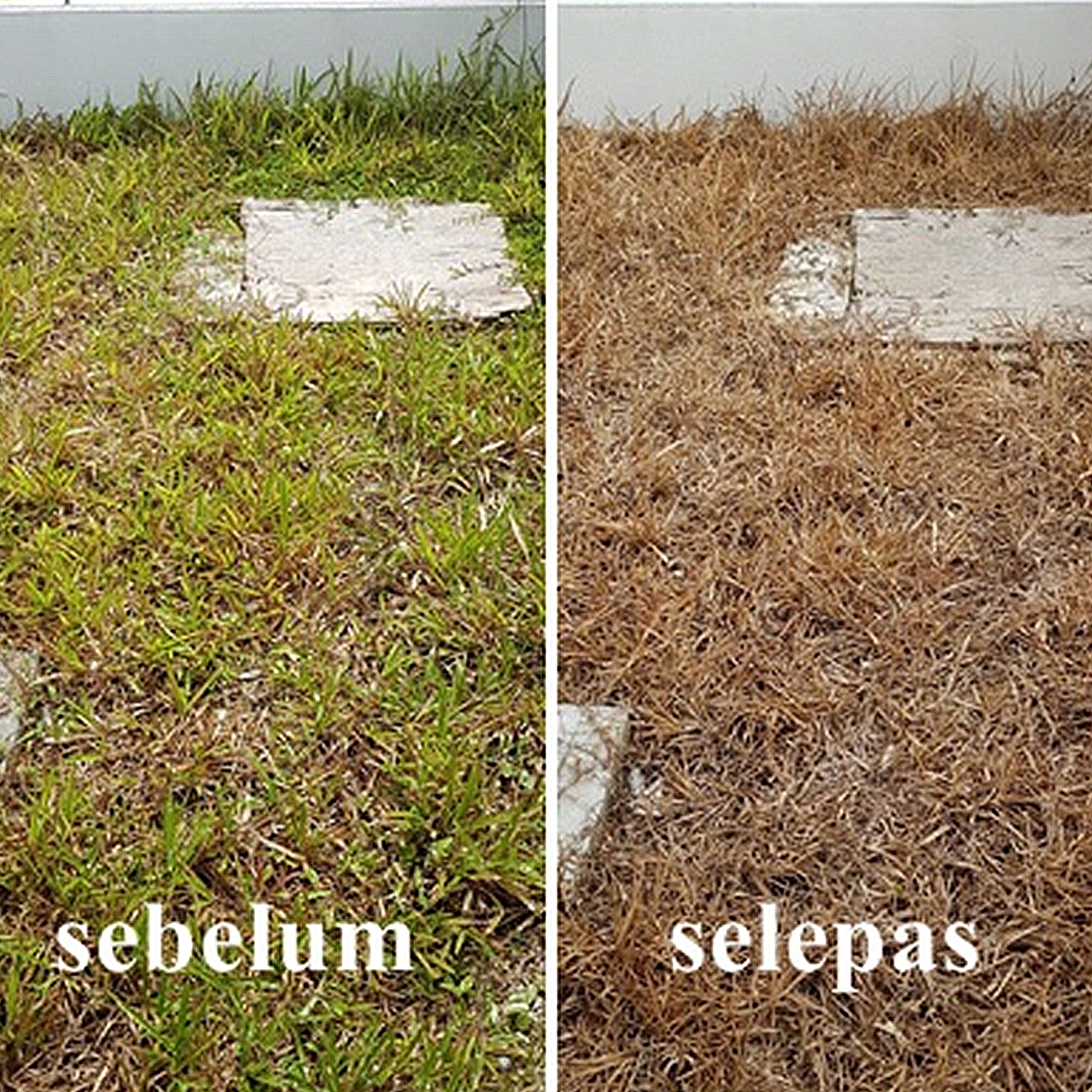 1L Compete Racun Rumput Rumpai Racun Lalang Racun Penjerapan Glyphosate ...