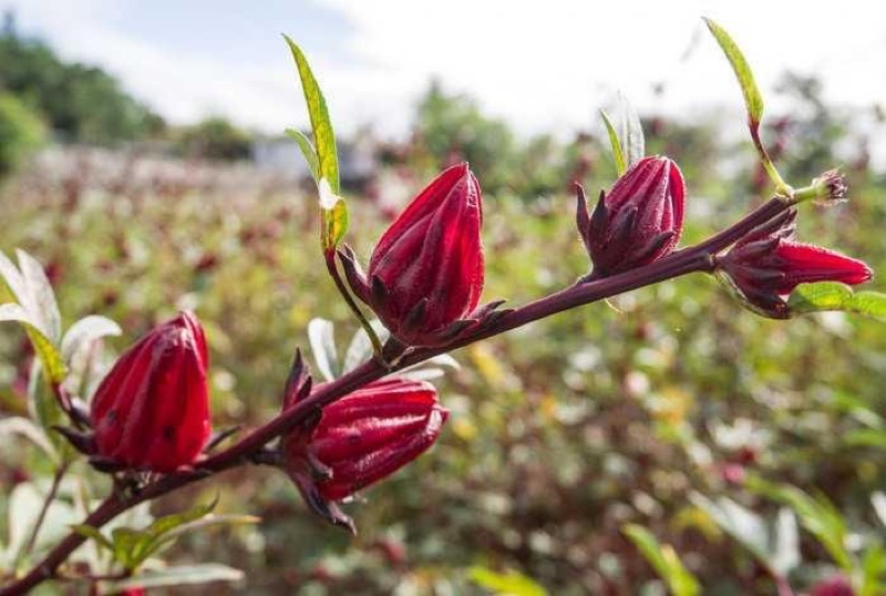 (GG real plant) roselle ^ anak pokok buah rozel live outdoor house ...